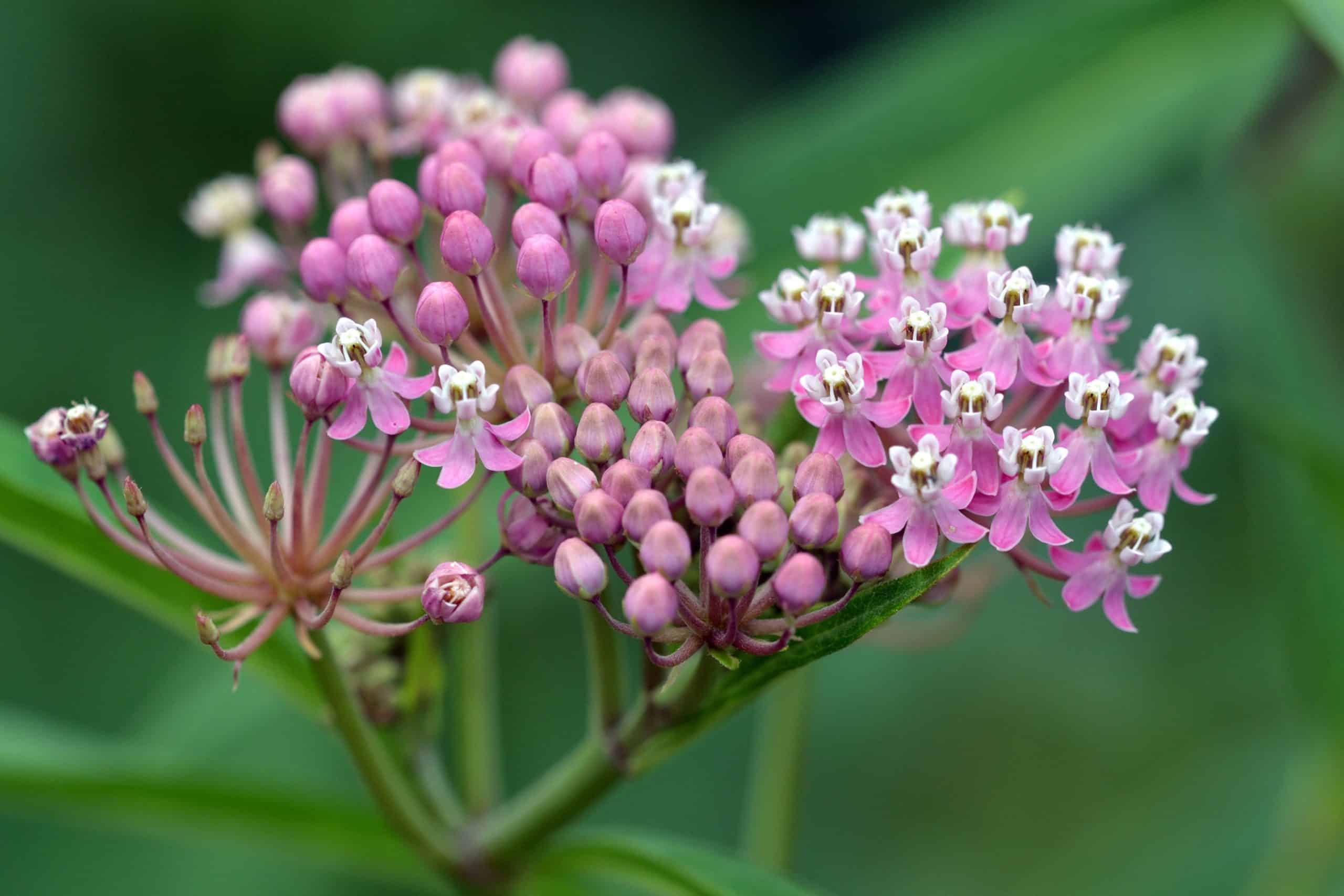 Bare Root Swamp Milkweed | West Adams Conservation District